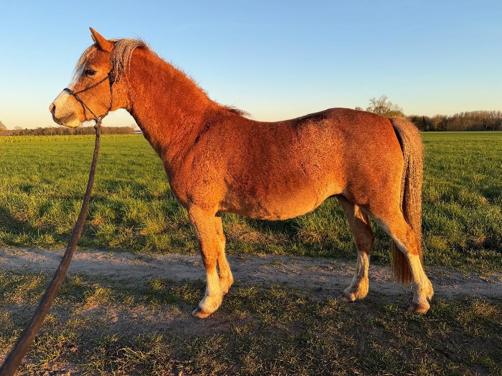 Welsh pony, Merrie, Met stamboom, Zadelmak, A pony (tot 1.17m)