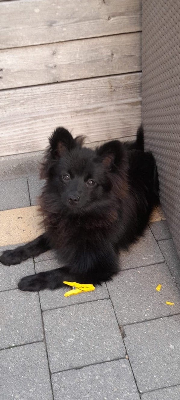 te koop 2lieve keeshondjes, Meerdere, Meerdere dieren, 3 tot 5 jaar, Nederland