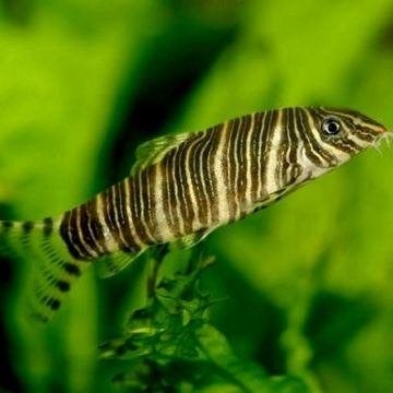 Zebra botia 9.00 per stuk, Dieren en Toebehoren, Vis, Zoetwatervis, Schoolvis