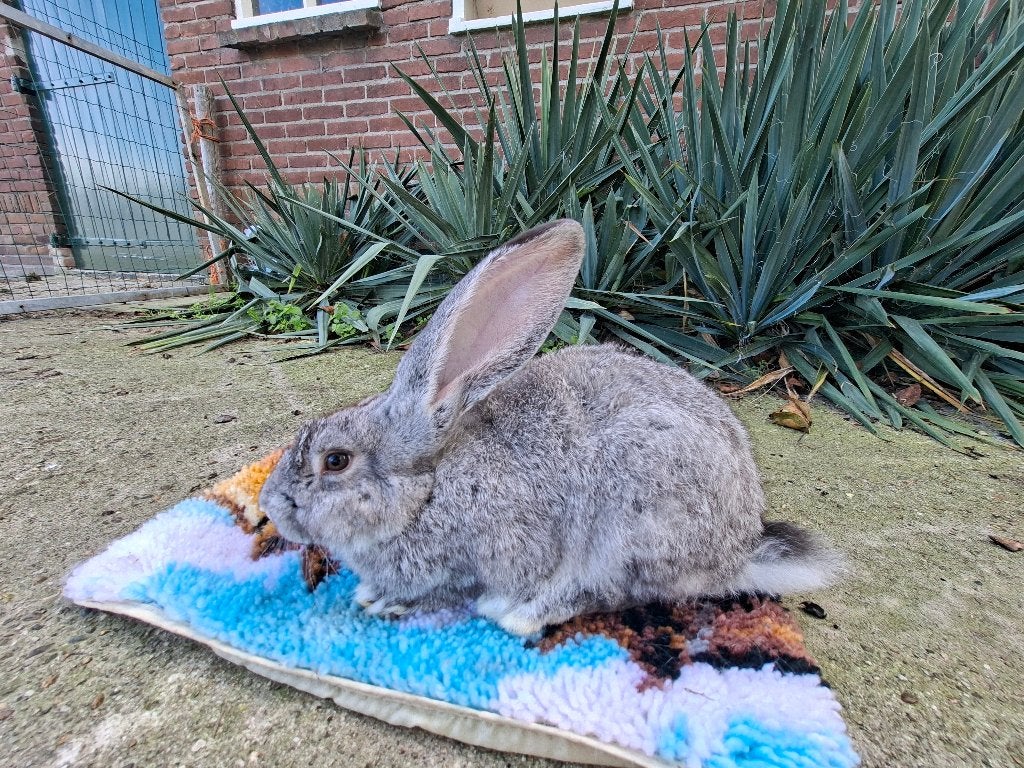 Duitse reus, Vrouwelijk, Groot, 0 tot 2 jaar