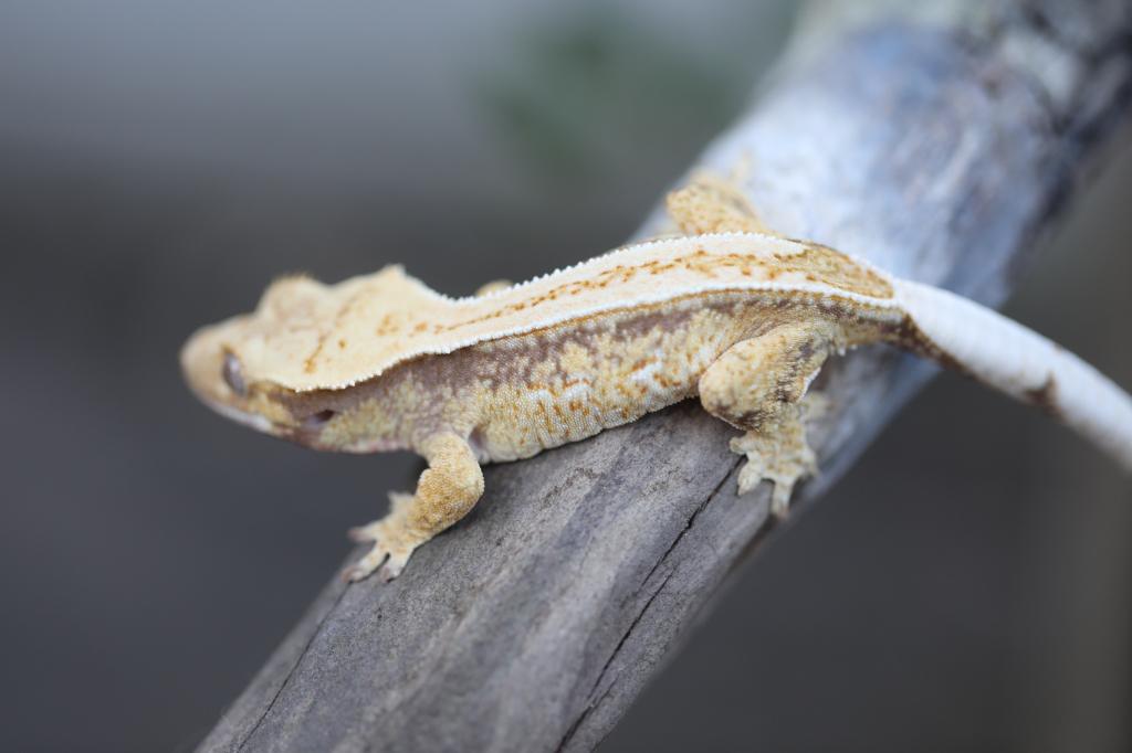Crested gecko Crested Gecko - unknown for sale from Gecko