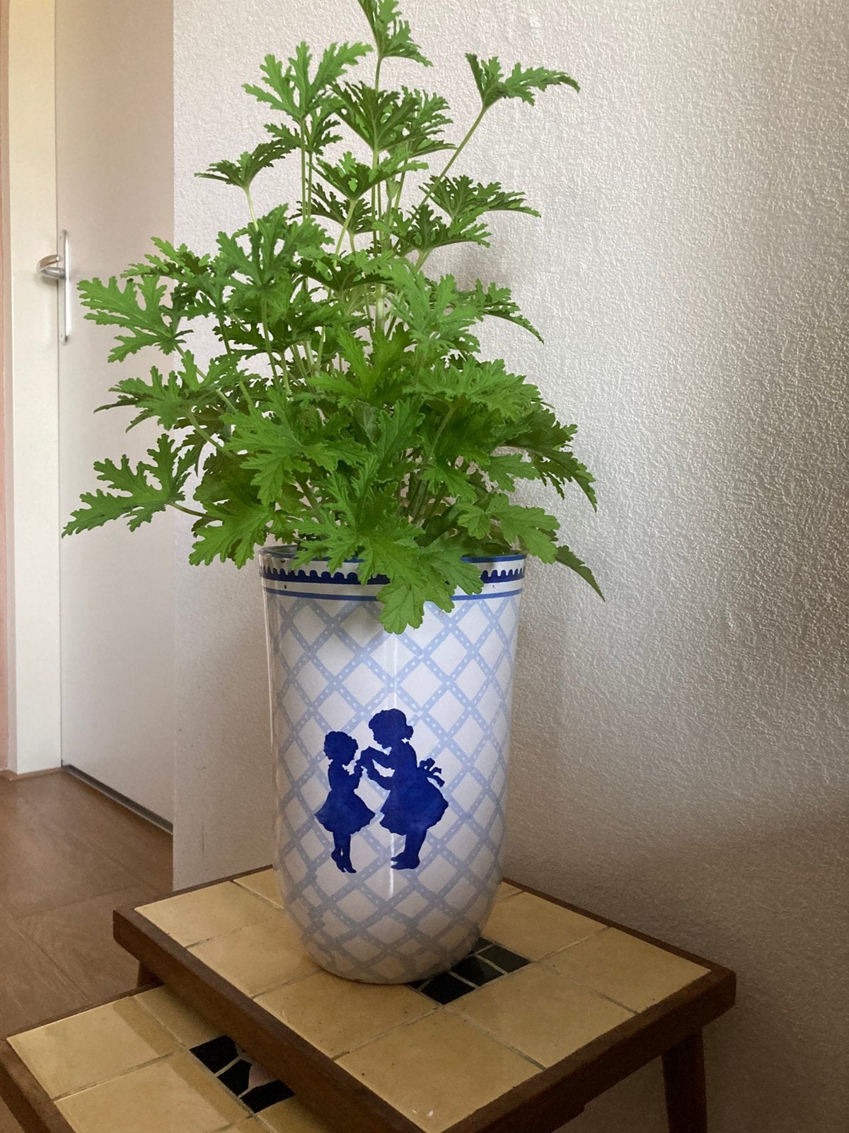 Citroen geranium in hoge pot, Ophalen, Overige soorten, Halfschaduw, In pot