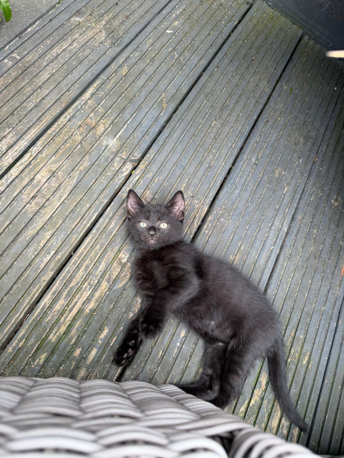 Zwarte kitten tekoop., Poes, Kortharig, 0 tot 2 jaar
