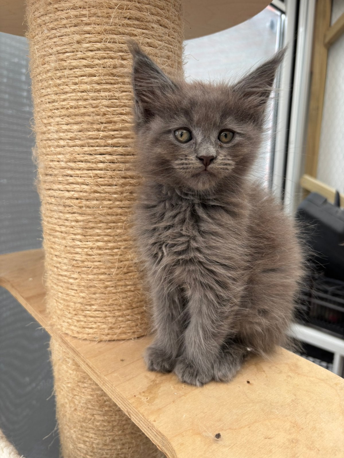 Maine coon kittens, Meerdere dieren, Gechipt, 0 tot 2 jaar