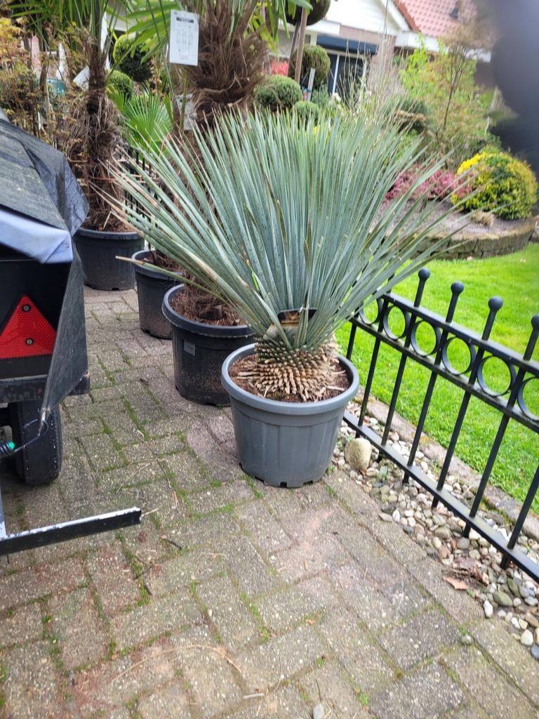 Yucca rostrata - Blauwe Yucca, Ophalen, Overige soorten, Volle zon