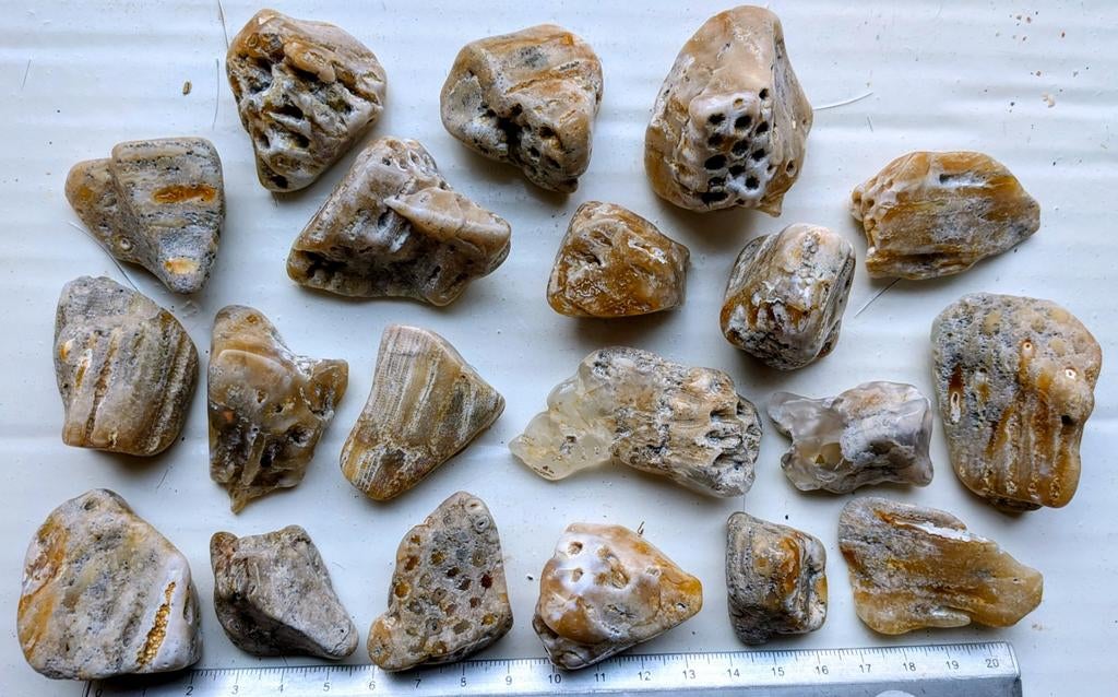 Versteend koraal Indonesië B keus, Verzamelen, Mineralen en Fossielen, Verzenden, Mineraal