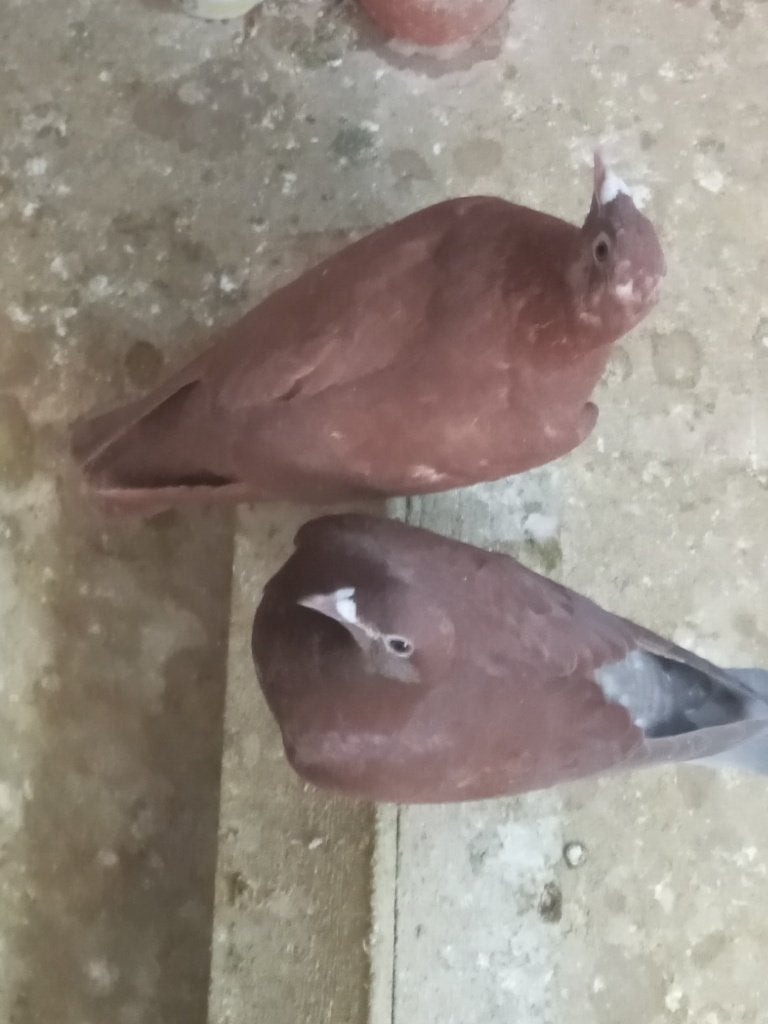 Kleurpostduiven, Dieren en Toebehoren, Meerdere dieren, Postduif
