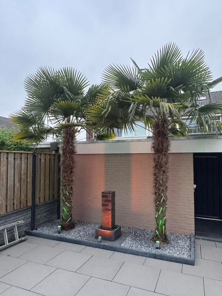 Palmbomen te koop!!!!, Tuin en Terras, Planten | Bomen, Zomer, Palmboom, 400 cm of meer, Ophalen