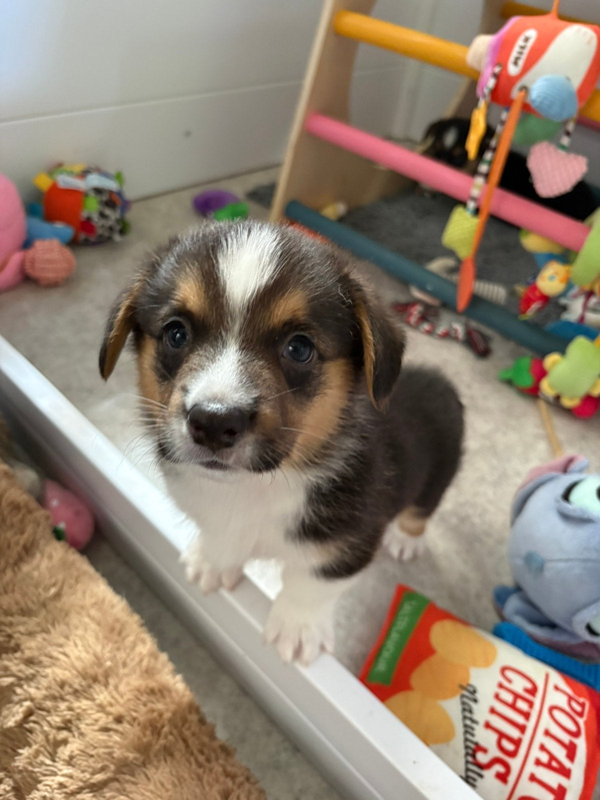 Welsh Corgi Cardigan pups, Parvo, 8 tot 15 weken, Meerdere, Nederland