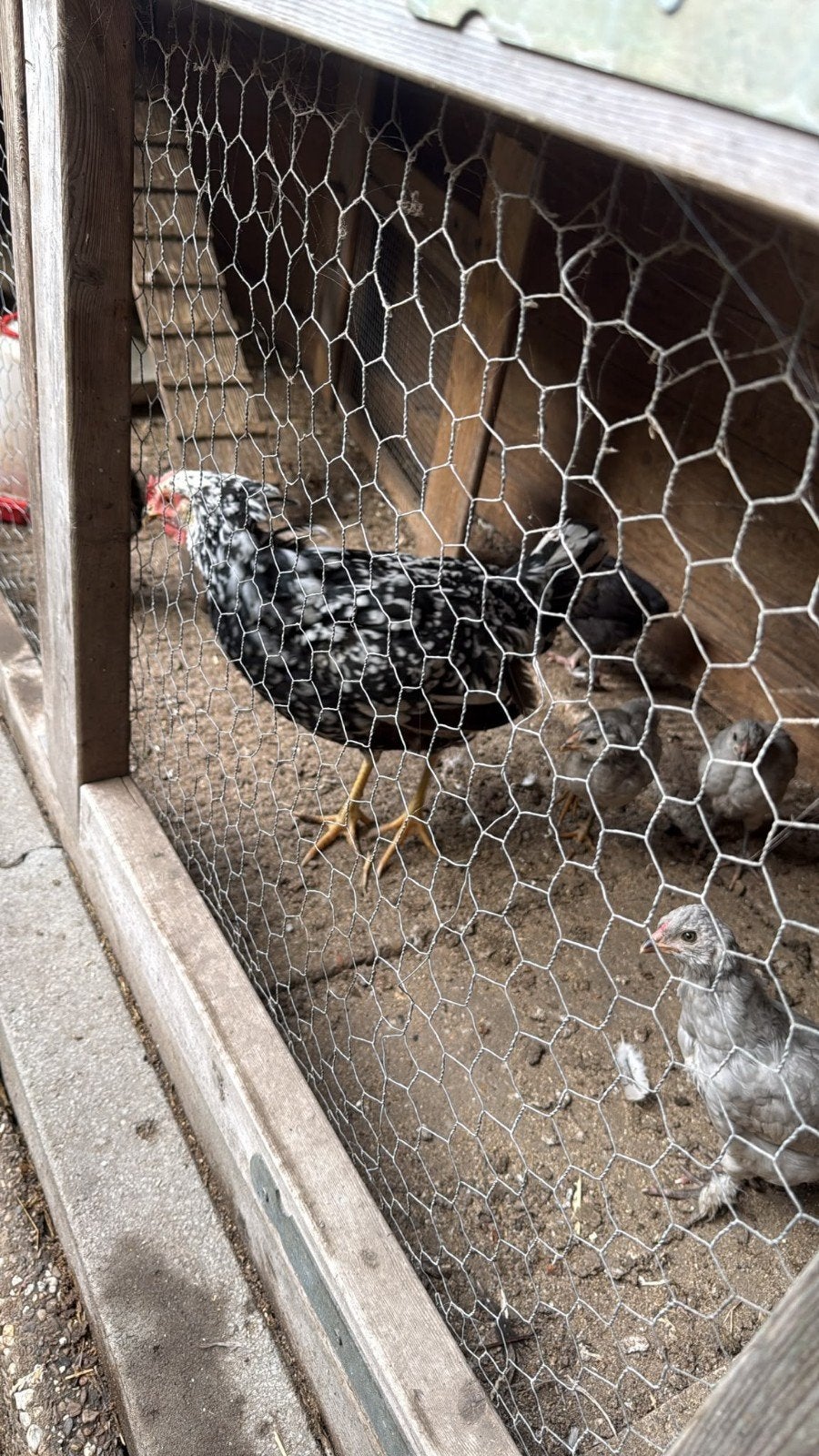 20 kippen te koop en als je wilt ook de kippenhok