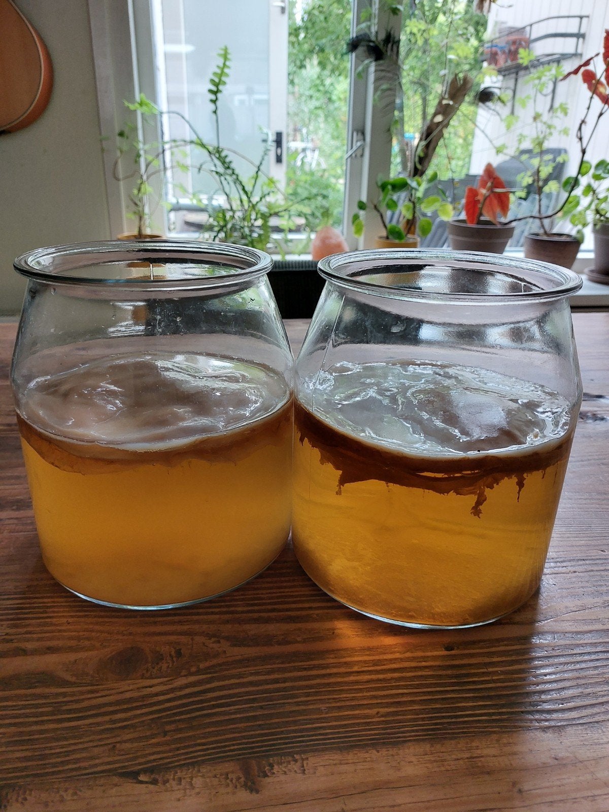 Kombucha zwammen, Boeken, Ophalen, Zo goed als nieuw