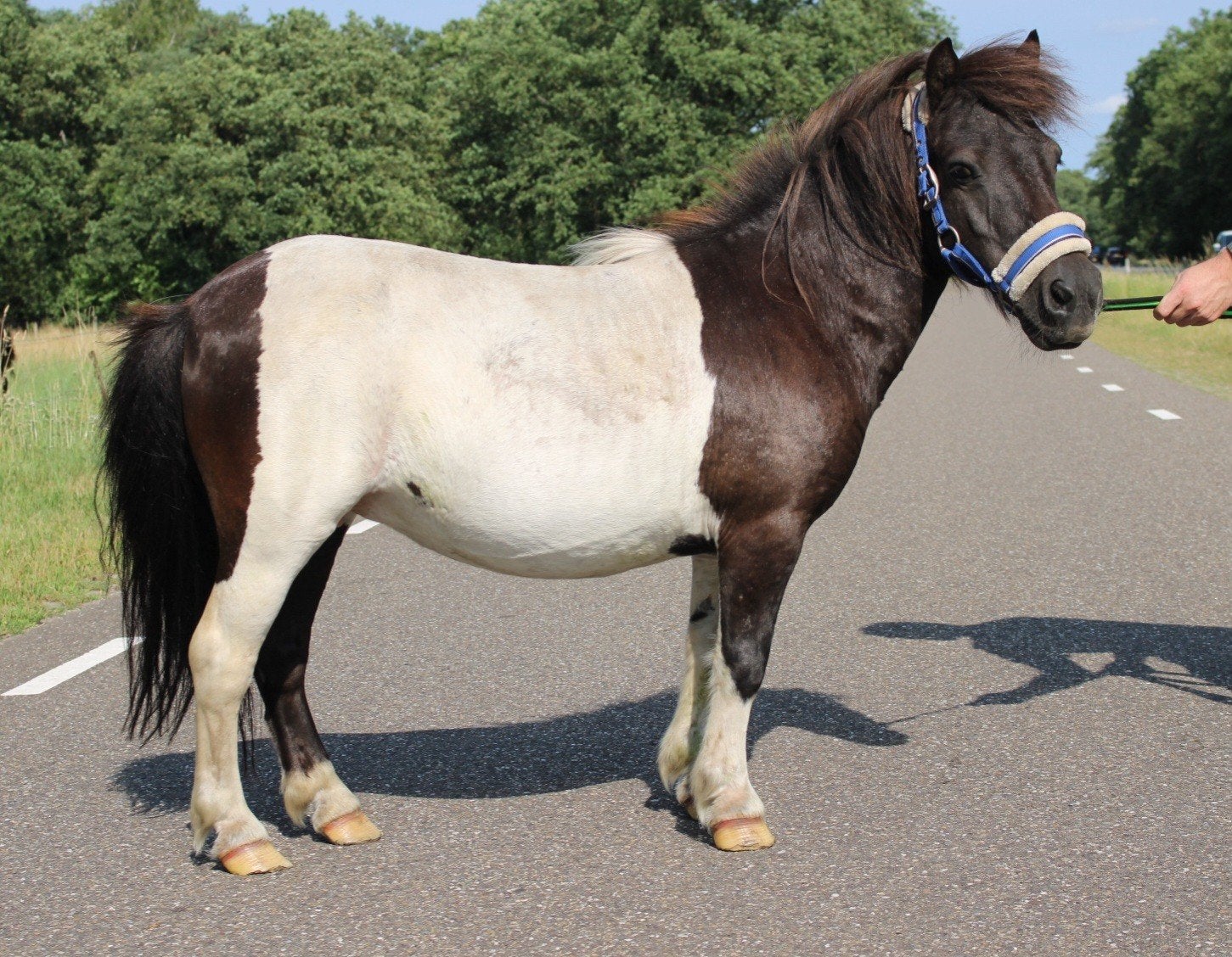 Te koop 7 super knappe shetlander en een betuigd Welsh ruin, Ruin, A pony (tot 1.17m), Recreatiepony, Gechipt