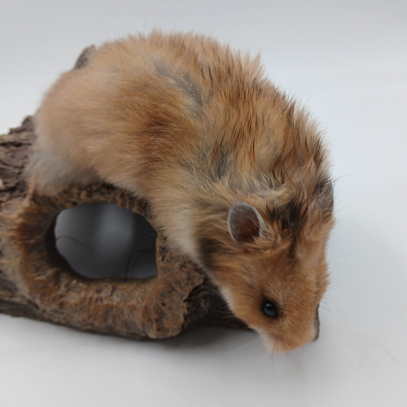 Goudhamster pup Ciska Syrische Hamster baby, Hamster, Juni, Vrouwelijk, Tam