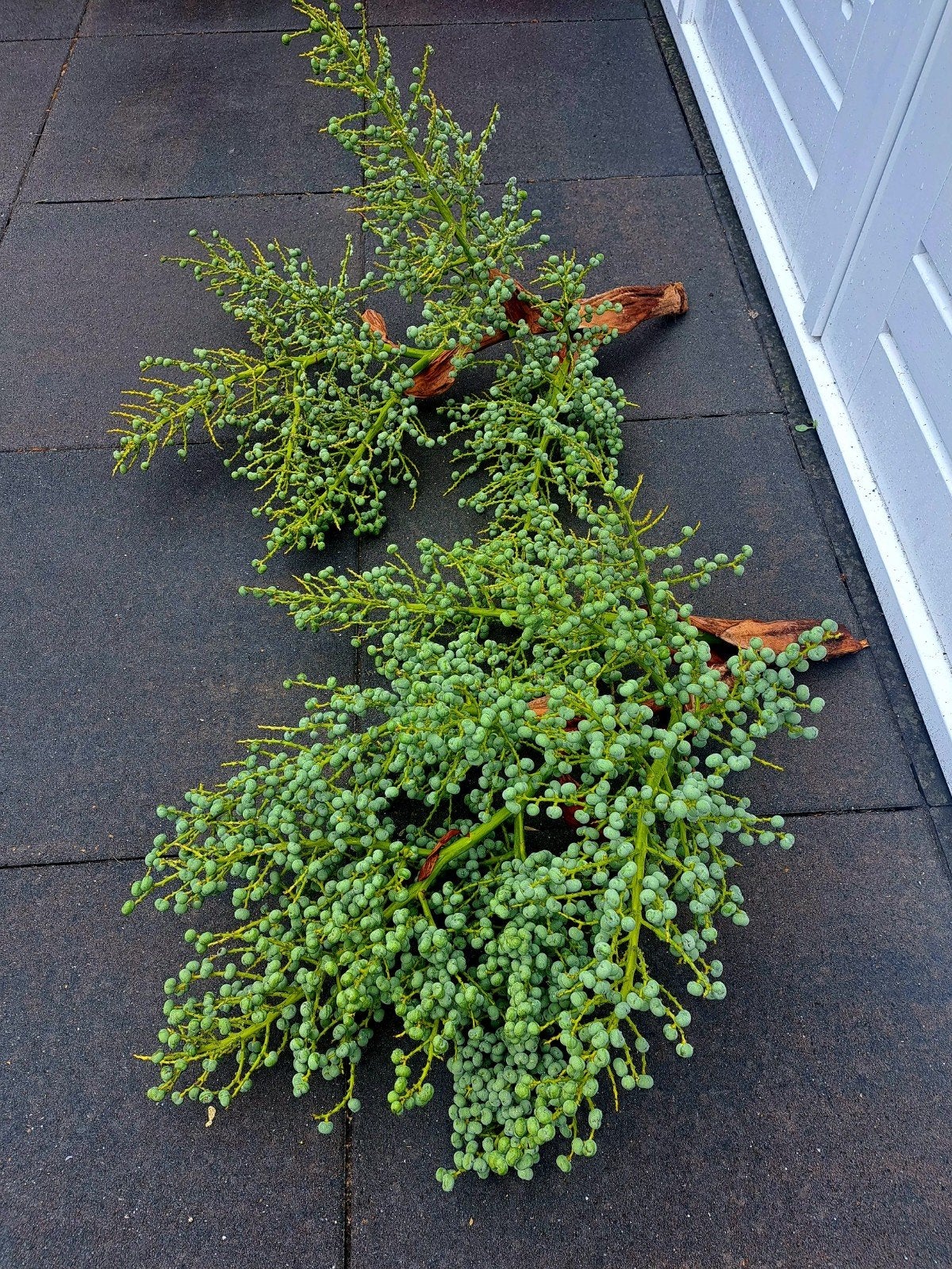 Verse dadeltakken - Decoratief en uniek, Tuin en Terras, Planten | Tuinplanten, Ophalen, Overige soorten, Volle zon