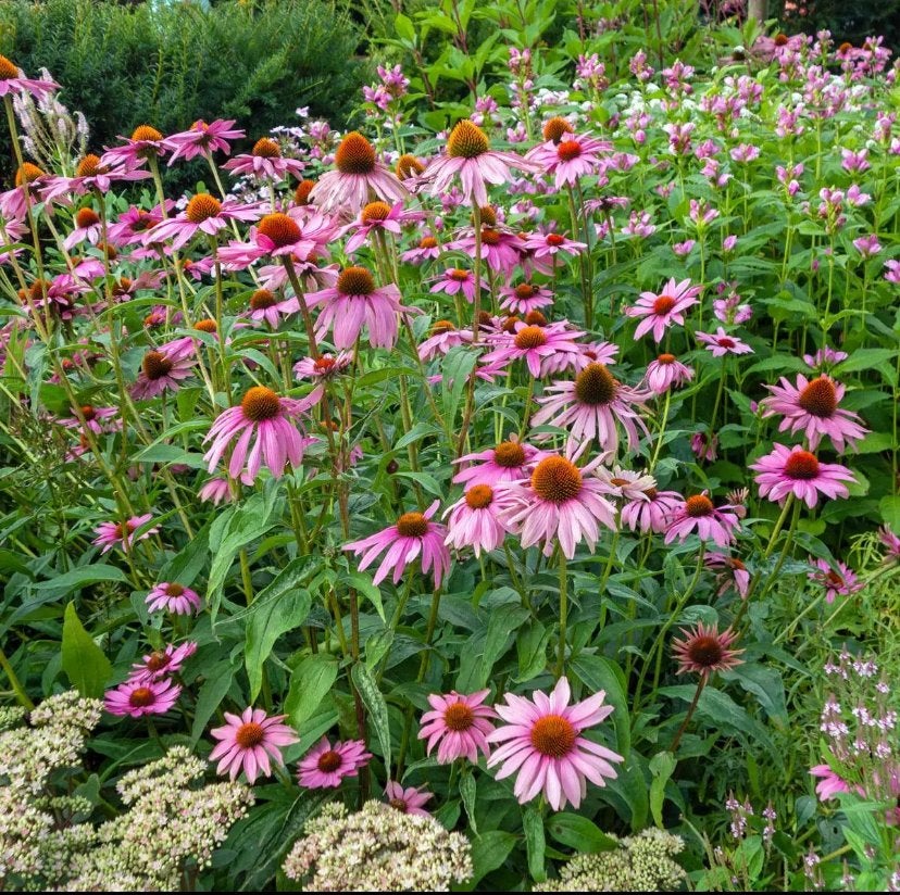 Tuinplanten Echinacea Diversen - Chemievrij - P9, Overige soorten, Volle zon, Vaste plant, Ophalen of Verzenden