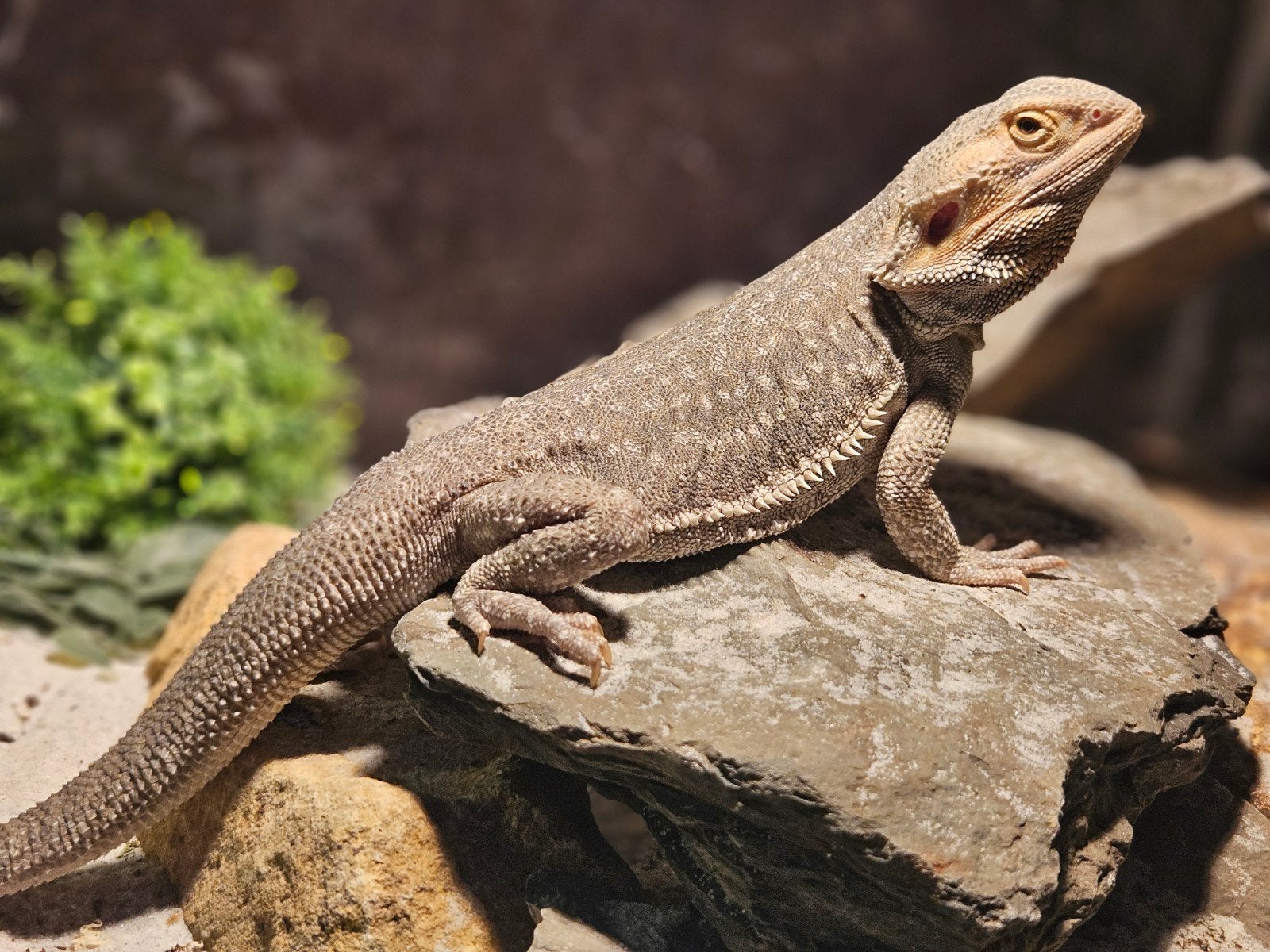 Hypo Baardagaam Bearded Dragon - unknown for sale from De Jong