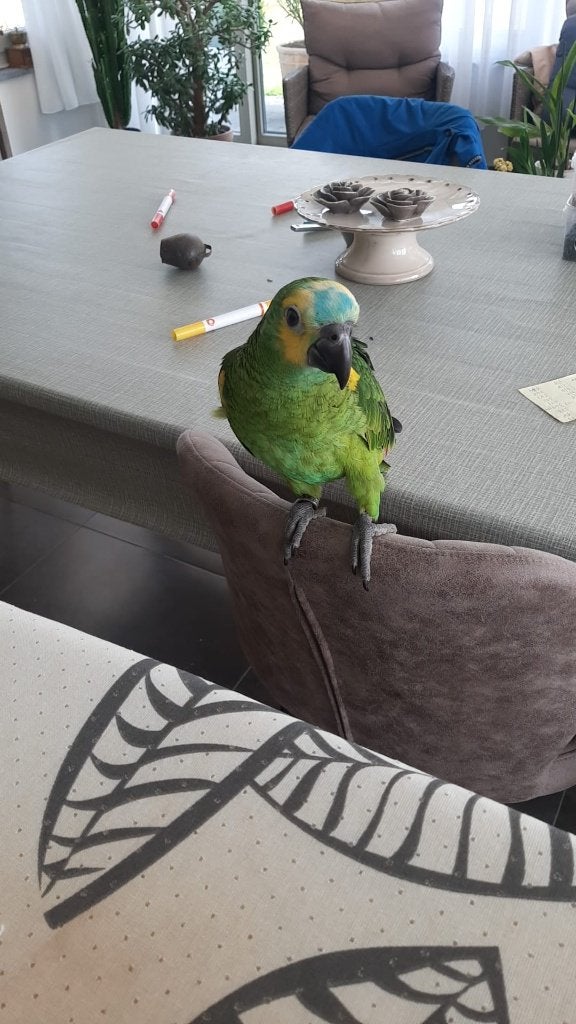 Amazone en caique, Dieren en Toebehoren, Geslacht onbekend, Papegaai, Geringd