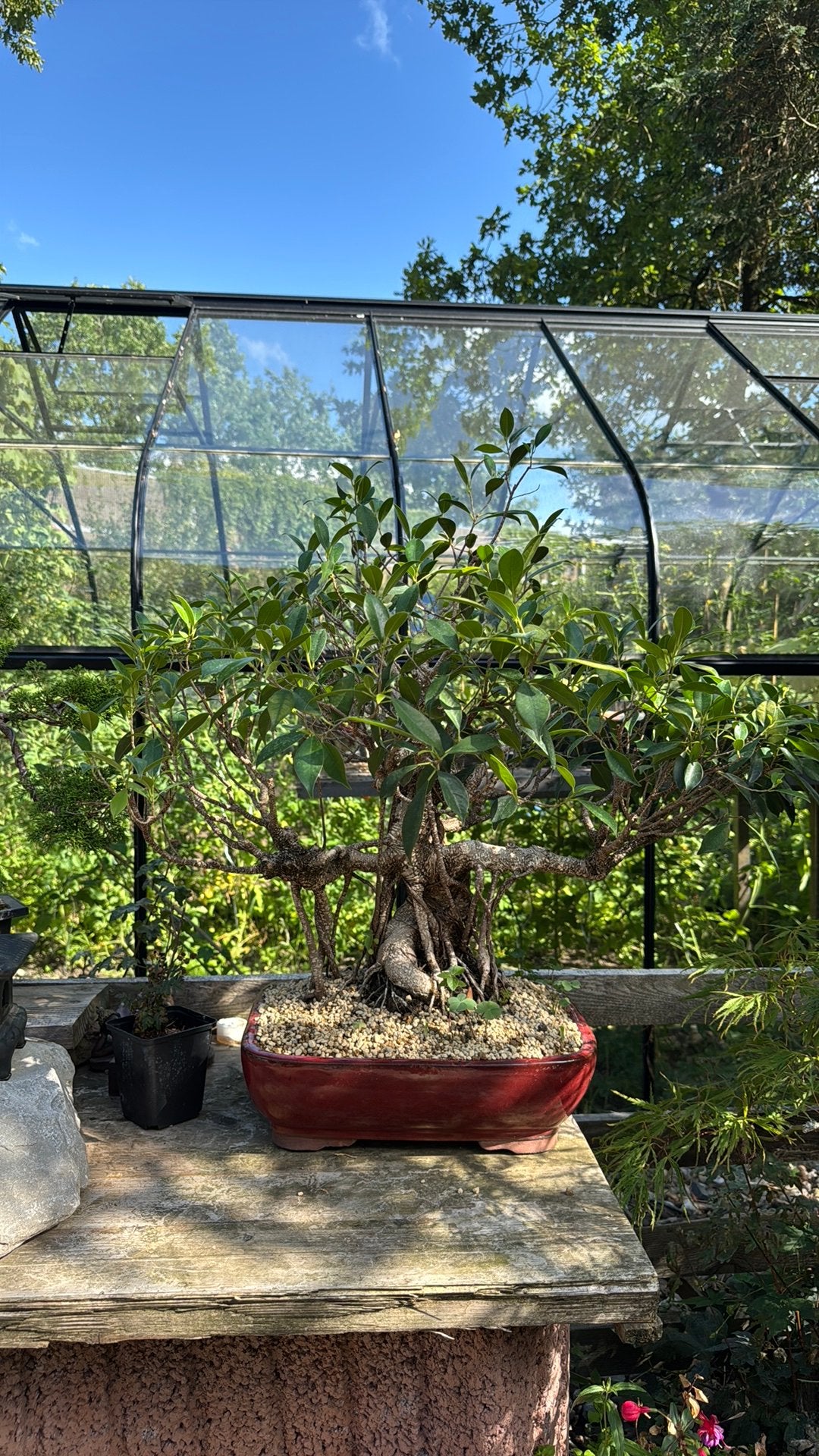 Bonsai Ficus, Ophalen, Bloeit niet, Halfschaduw, Overige soorten