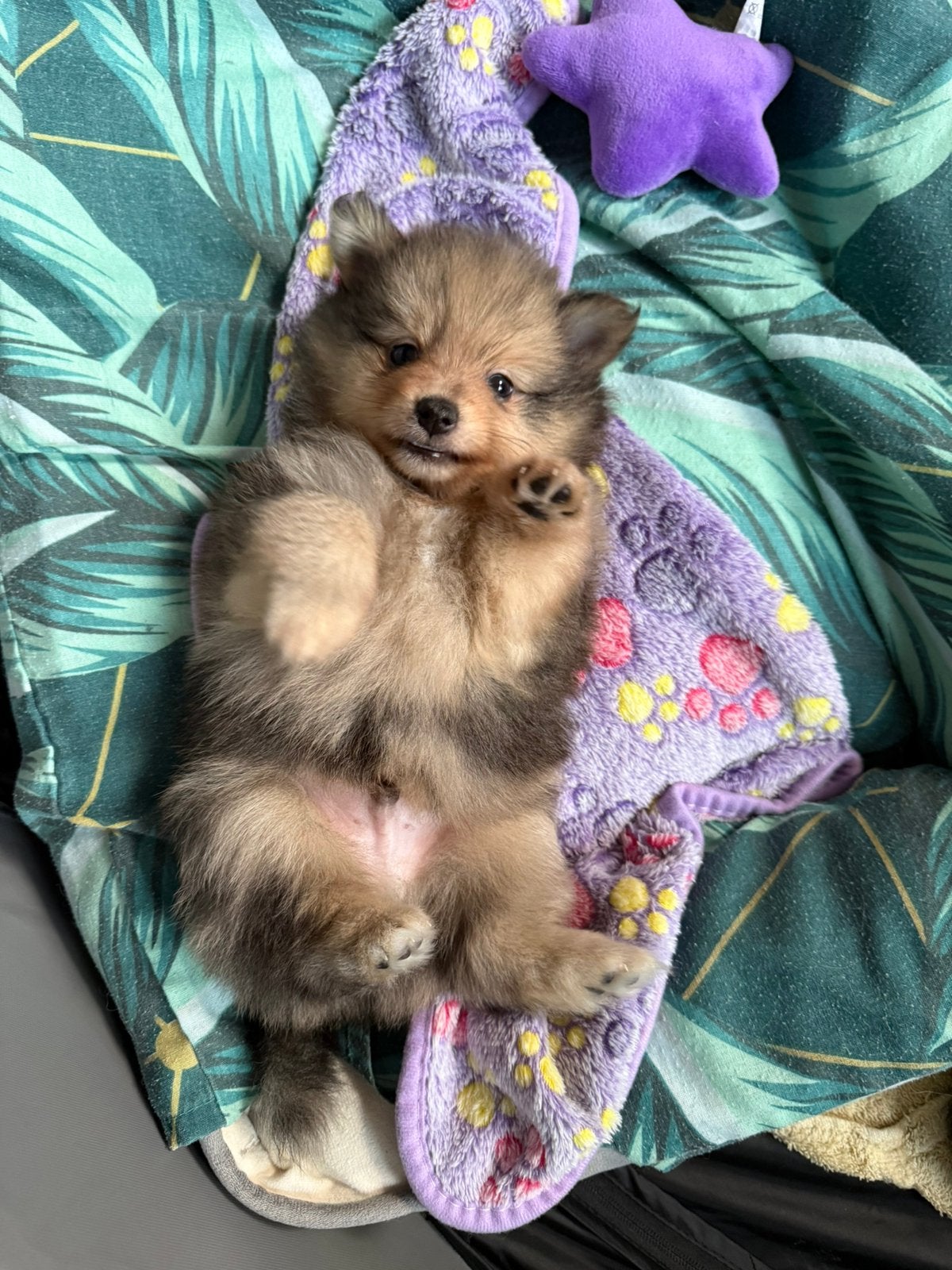 Sable merle pomeriaan pup, Meerdere, Nederland, Particulier, Reu