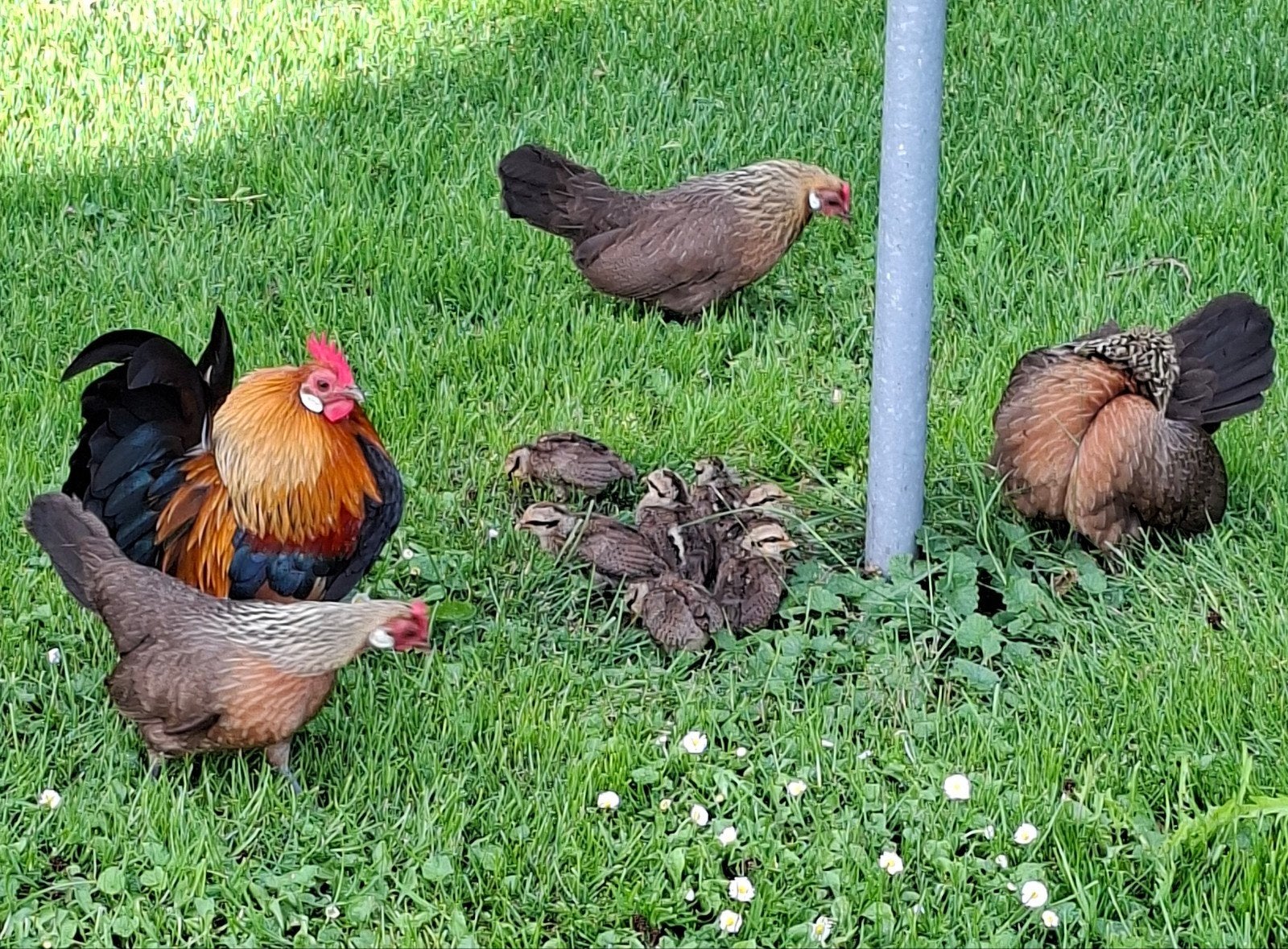 Hollandse kriel patrijs kleur, Dieren en Toebehoren, Pluimvee, Vrouwelijk, Kip