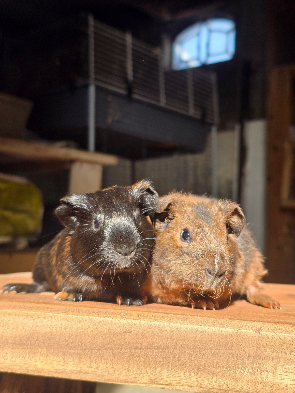 schattig koppeltje baby caafjes, Dieren en Toebehoren, September, Mannelijk, Cavia