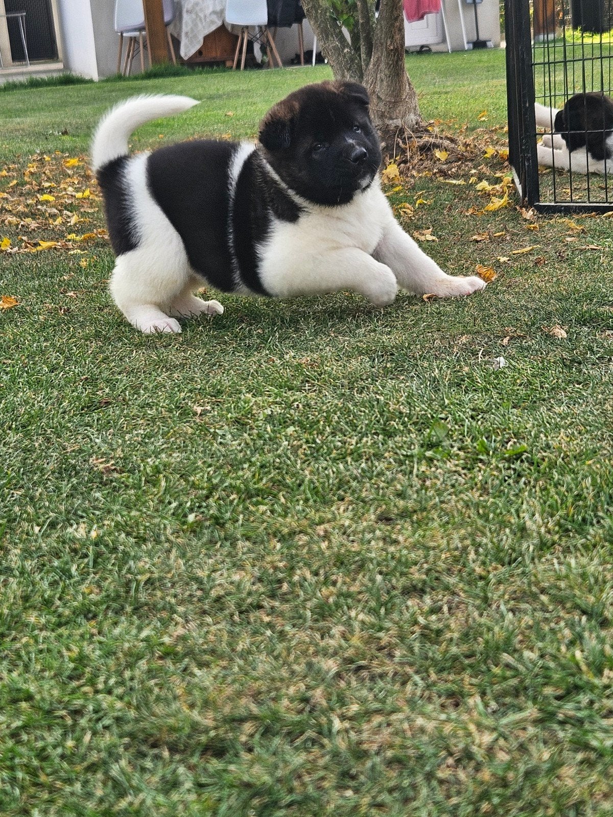 Amerikaanse akita puppy's, Dieren en Toebehoren, België, Particulier, 8 tot 15 weken, Meerdere