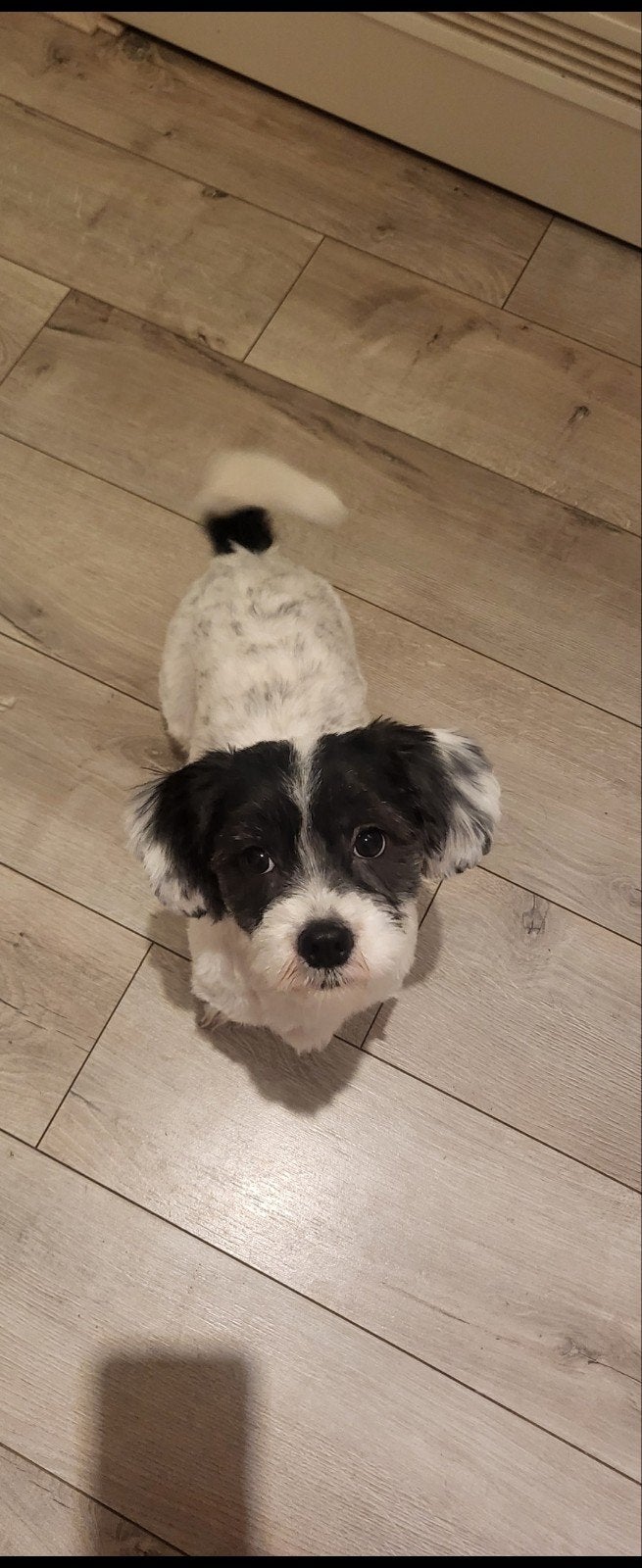 Boomer = shih tzu - maltezer, Dieren en Toebehoren, Overige rassen, 8 tot 15 weken, Meerdere, Meerdere dieren