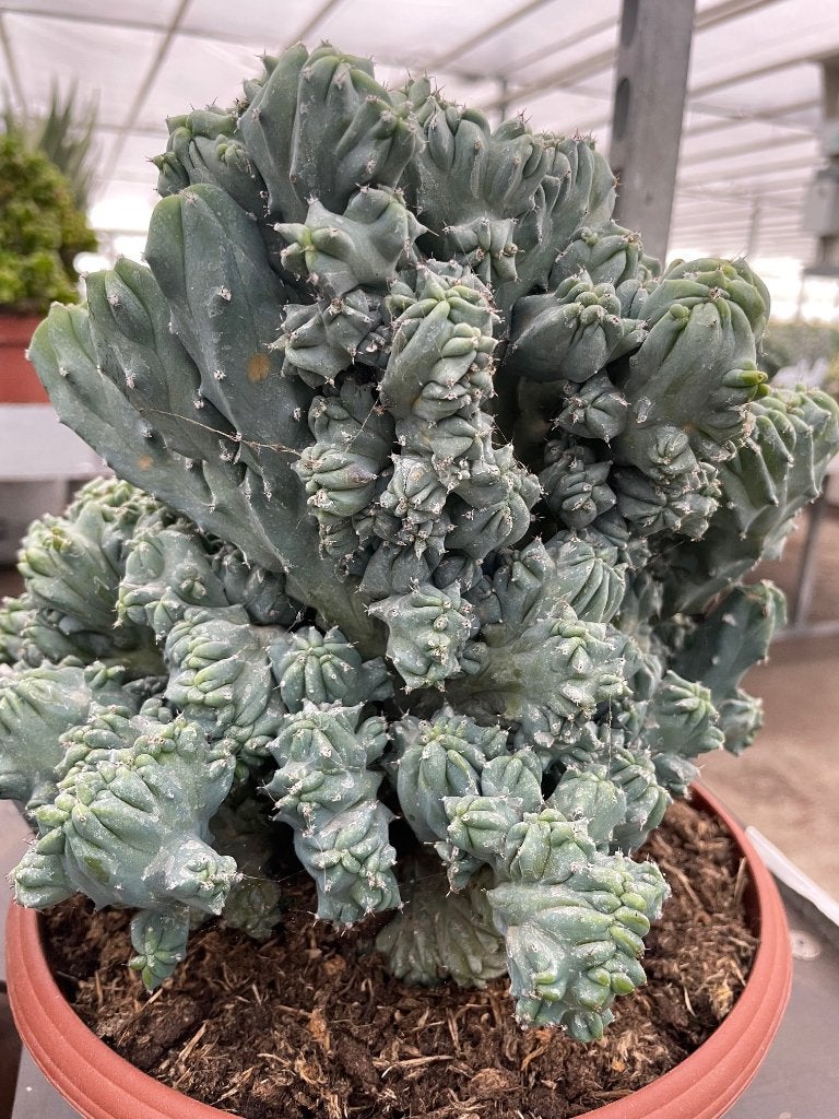 Cactus Myrtillocactus Geometrizans Cristaat in de 23cm pot, Ophalen of Verzenden, Minder dan 100 cm, Bloeiende kamerplant, Volle zon