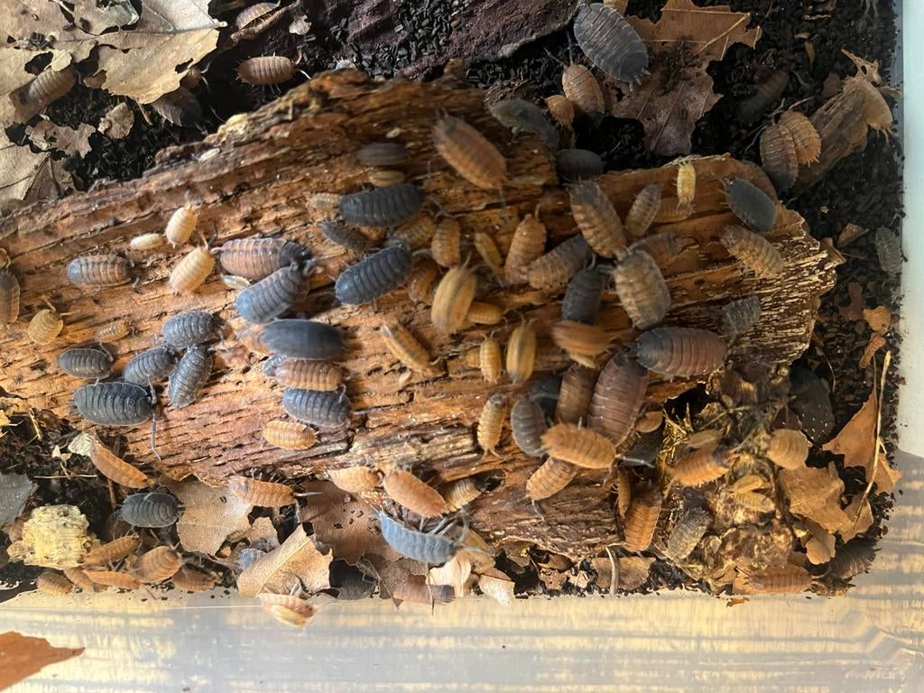 Porcellio scaber Lava Isopods, Dieren en Toebehoren, Overige soorten