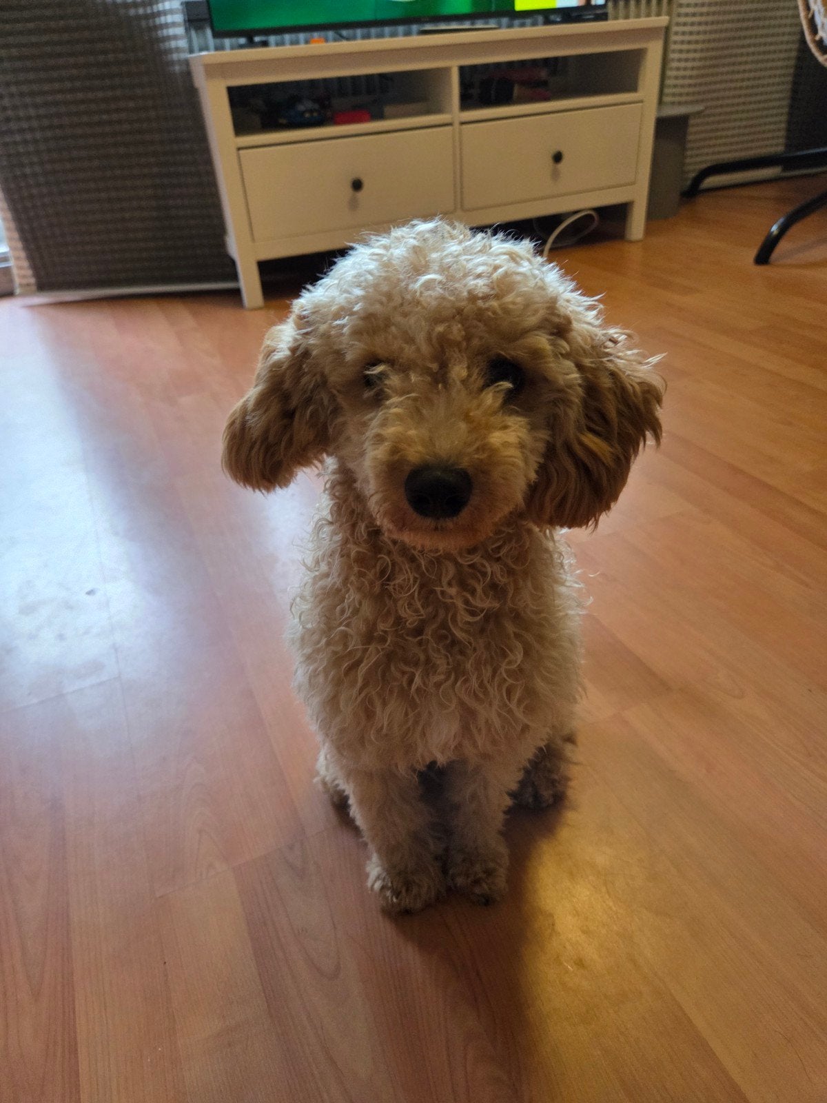 Lieve Maltipoo F2 reutje zoekt 5 huisje, Dieren en Toebehoren, Honden | Niet-rashonden, 15 weken tot 1 jaar, Reu, Parvo, Eén hond