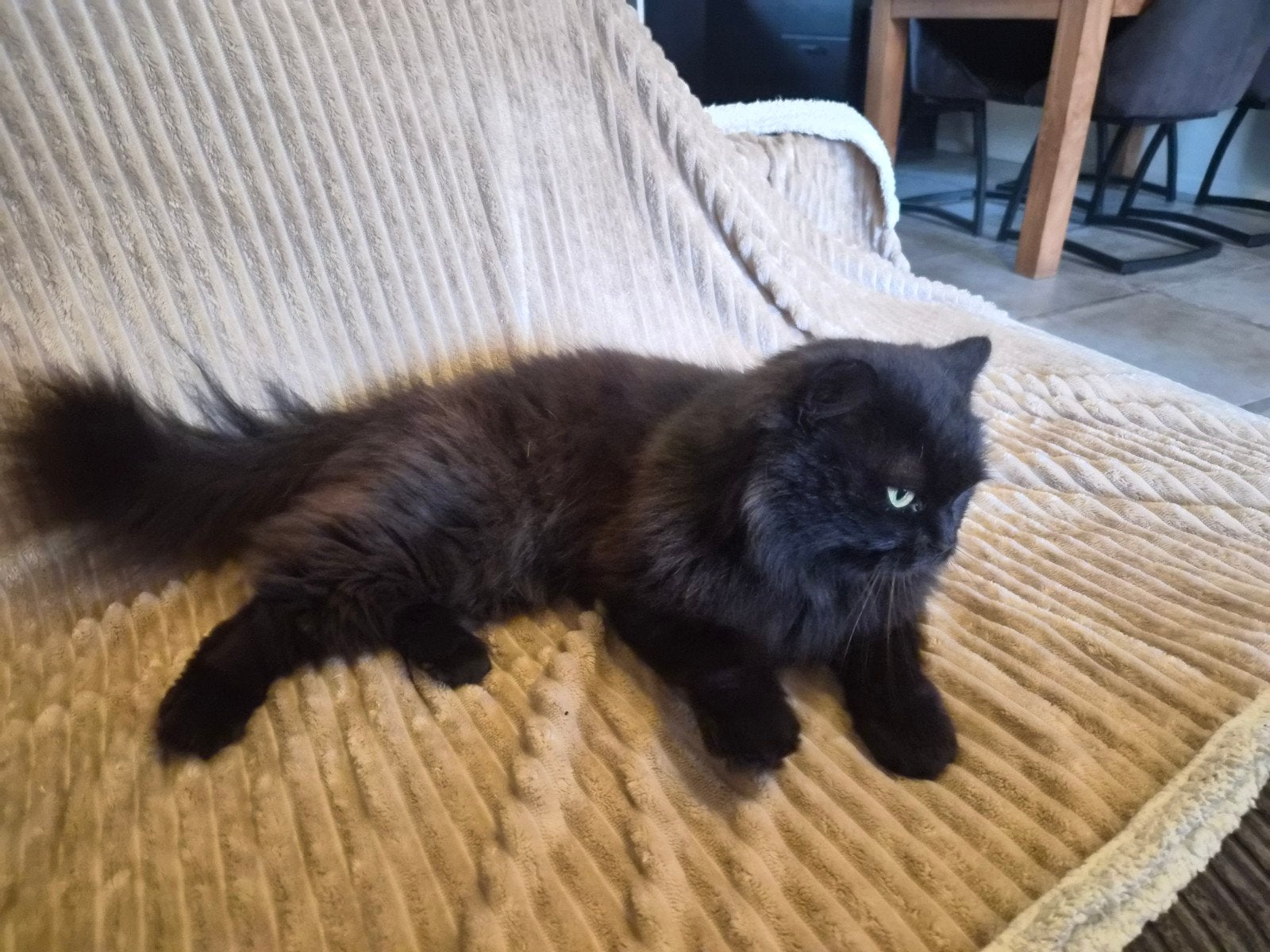 Lang harige zwarte kater, Dieren en Toebehoren, Katten en Kittens | Overige Katten, Kater