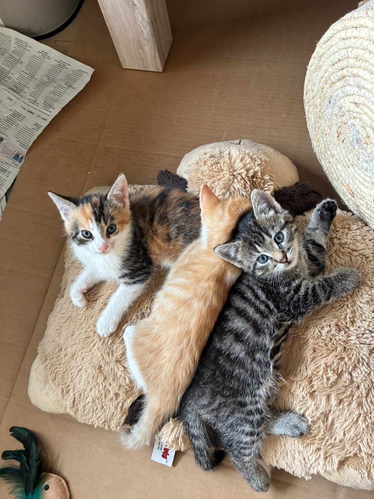Hele lieve kittens, Meerdere dieren