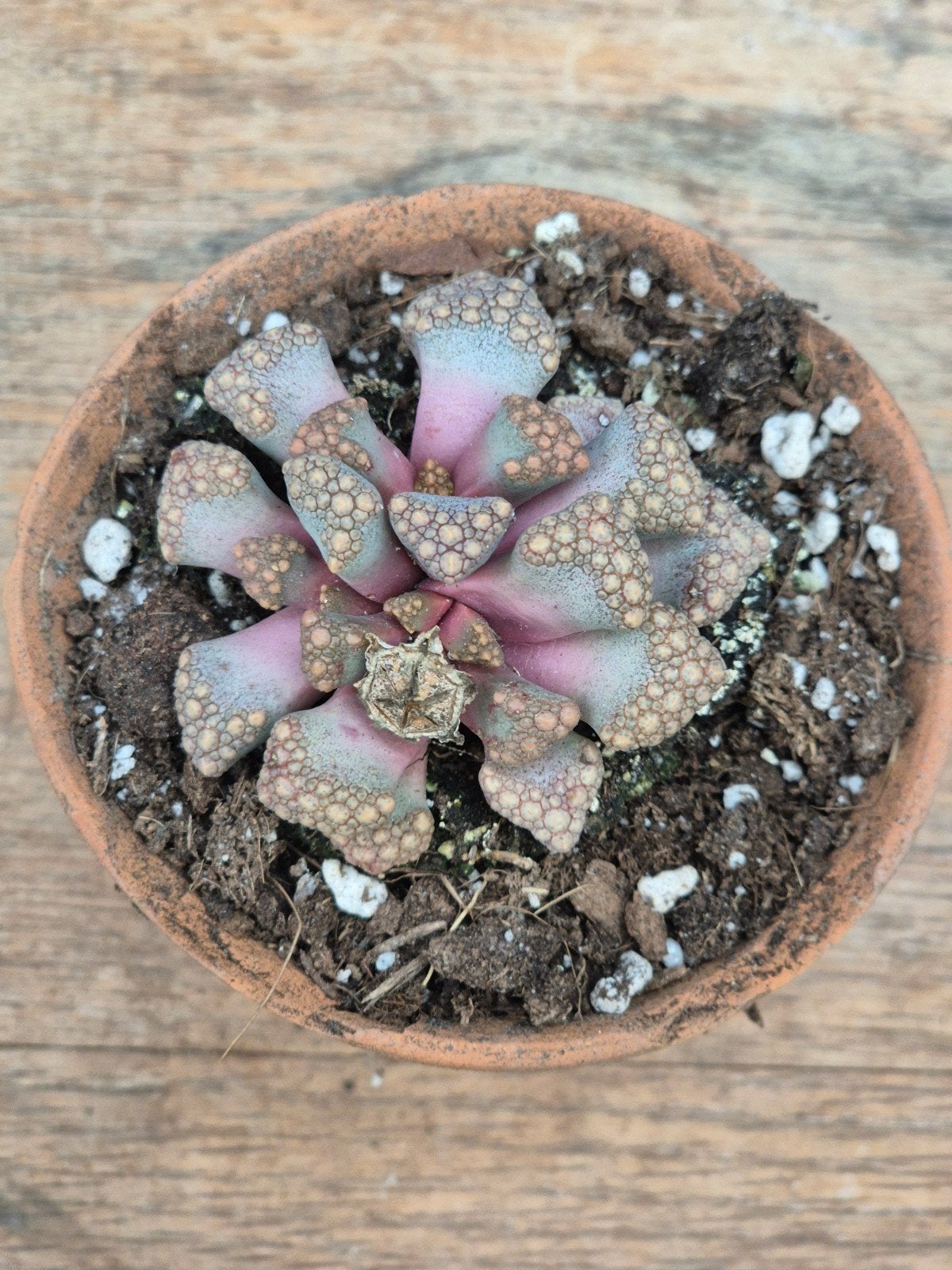 Titanopsis Calcarea p7, Ophalen of Verzenden, Halfschaduw, Minder dan 100 cm