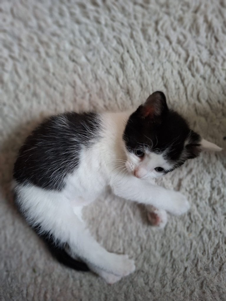 Kitten zwart wit, Dieren en Toebehoren, Katten en Kittens | Overige Katten, Poes, Kortharig, 0 tot 2 jaar