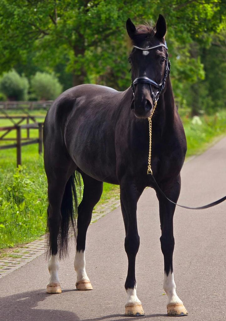 Ruiter gezocht, Verzorging of Verzorgpony's