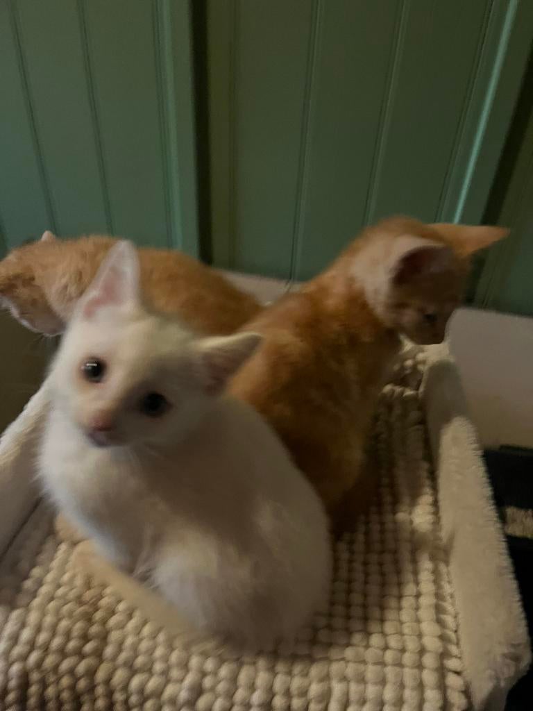 1 rode en 1 witte mannelijke kittens, Dieren en Toebehoren, Katten en Kittens | Overige Katten, Meerdere dieren