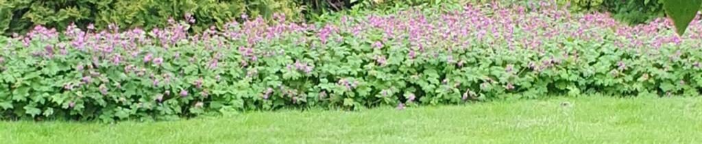Tuingeranium., Ophalen of Verzenden, Minder dan 100 cm, Overige soorten, Zomer