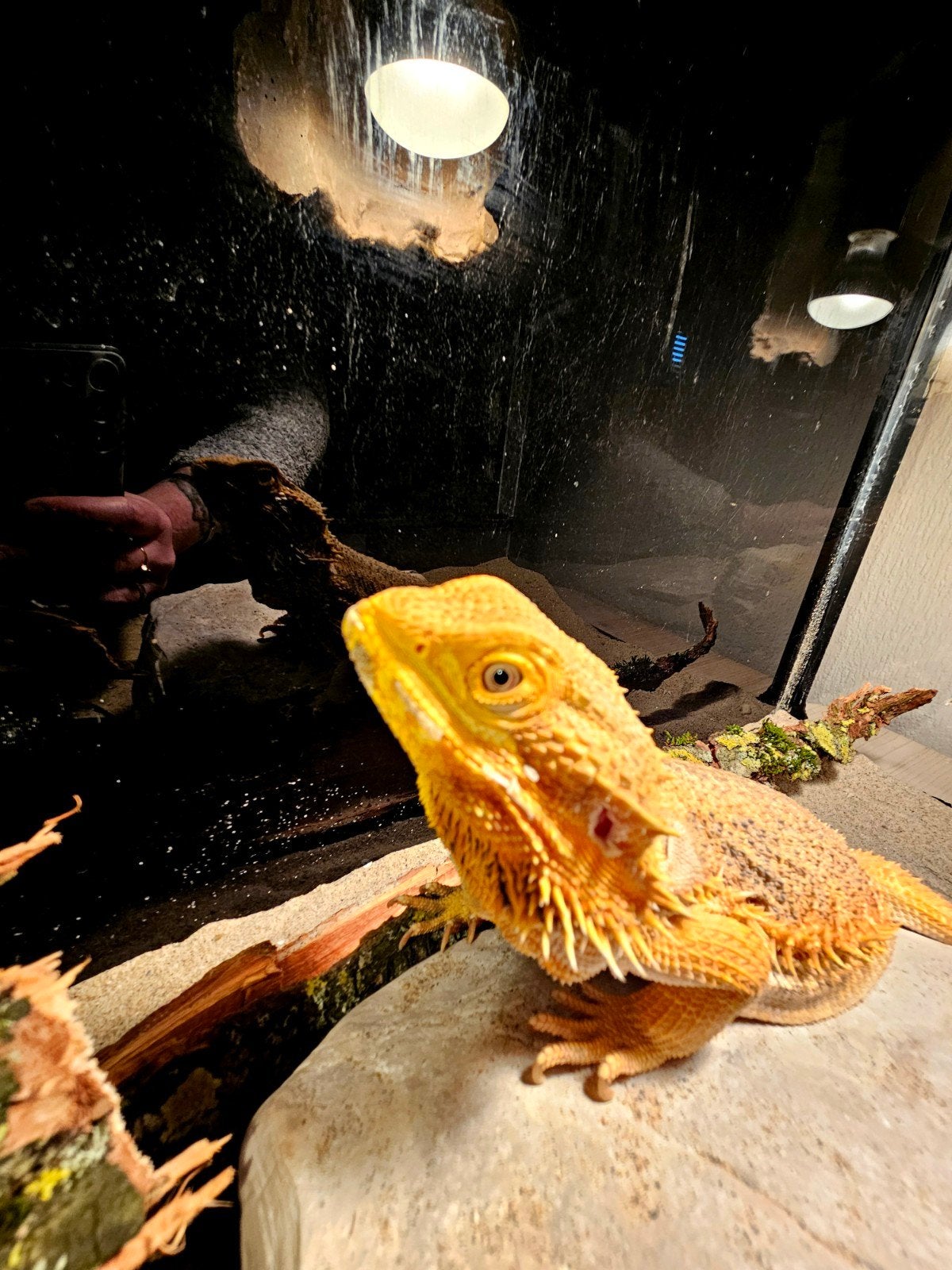 Baardagaam - Vrouw - Oranje - INCL Terrarium 100-40-50. Bearded Dragon photo 11