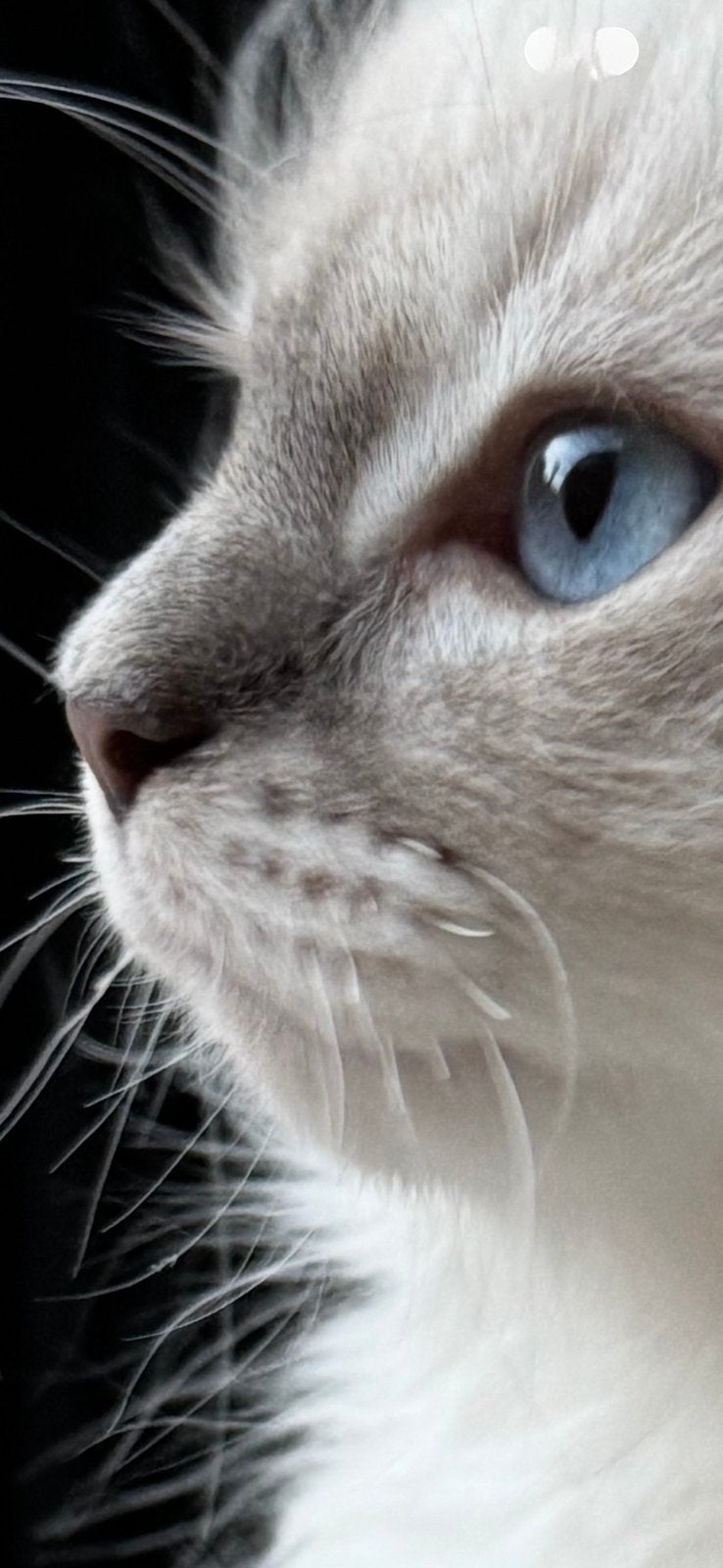 Prachtige Ragdoll kittens – Klaar voor een liefdevol thuis.!, Kater, Ontwormd, 0 tot 2 jaar