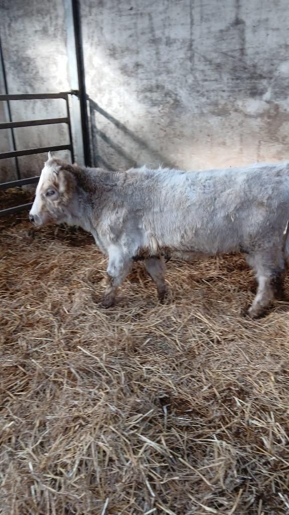 Schotse hooglander pink, Dieren en Toebehoren, Vrouwelijk, 0 tot 2 jaar