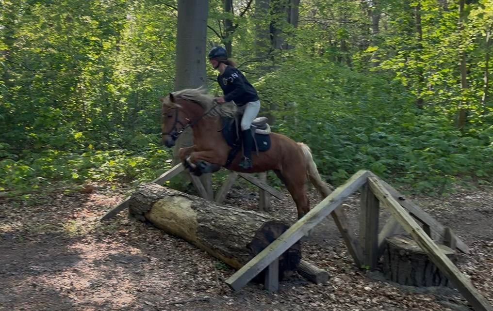Stoere brave D pony, Ruin, B, Ingeënt, 3 tot 6 jaar
