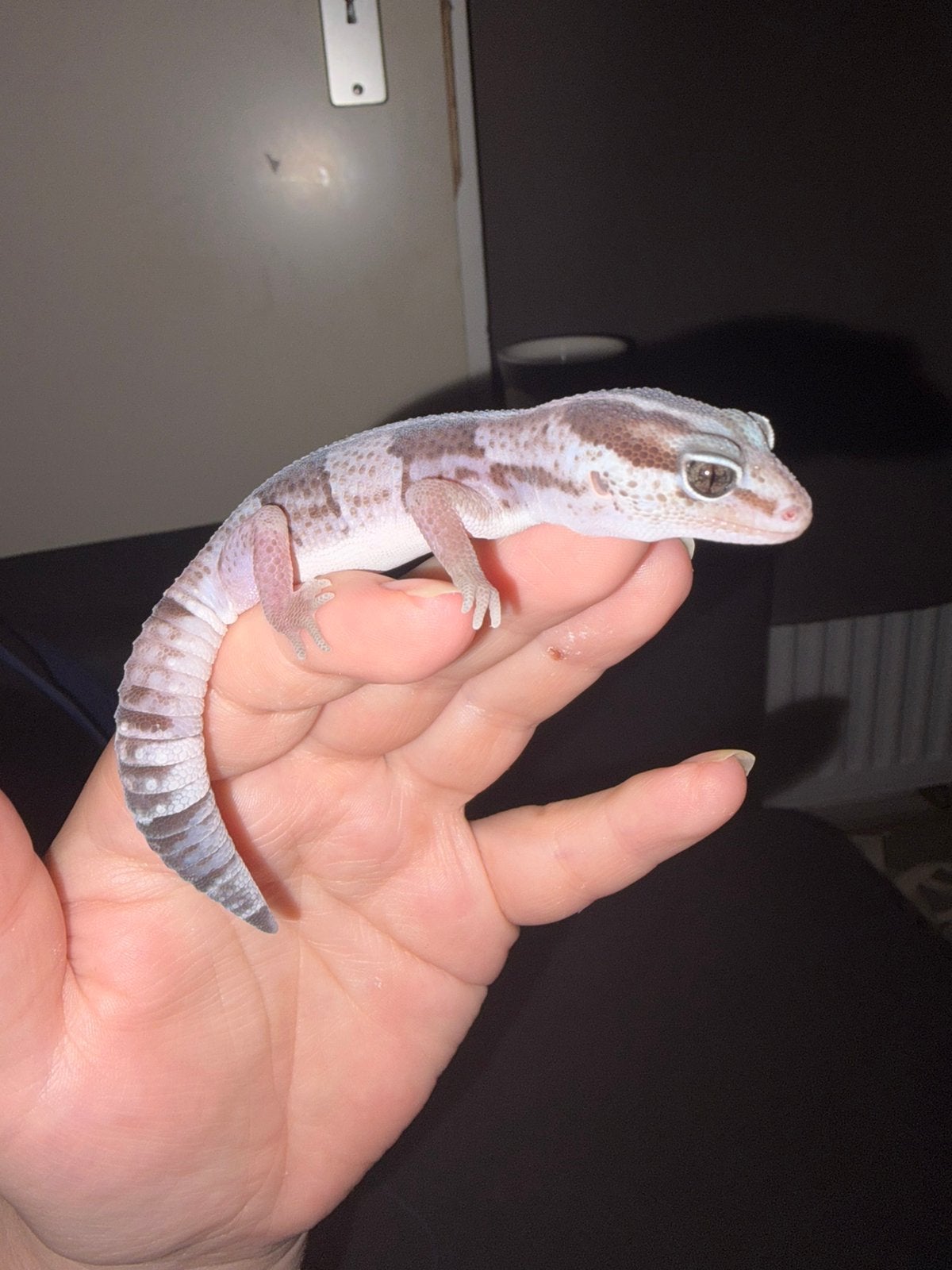 African fattail gekko, Hagedis, Met terrarium, 0 tot 2 jaar