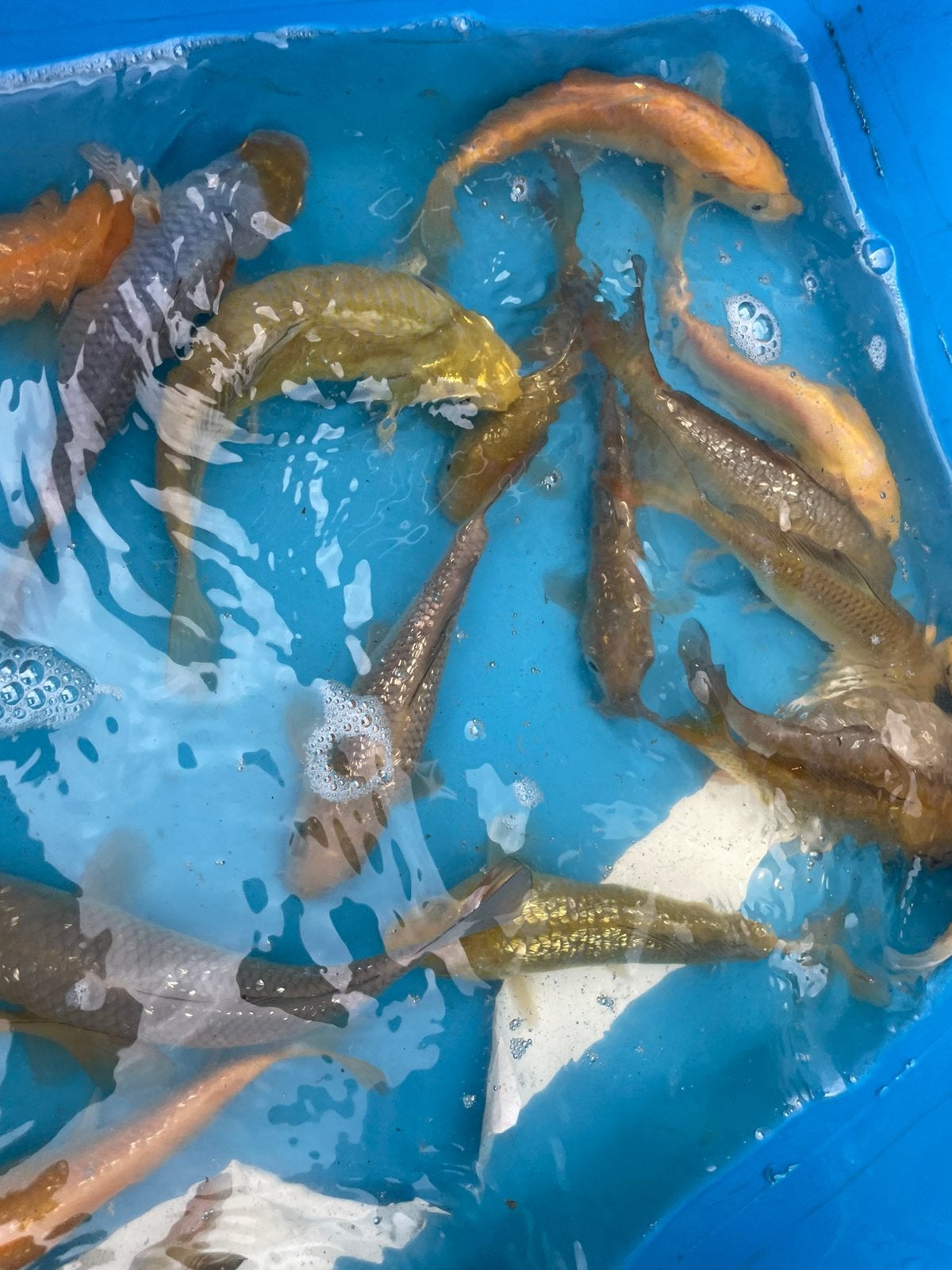 Mooie karashigoi en chagoi, Karper of Koi