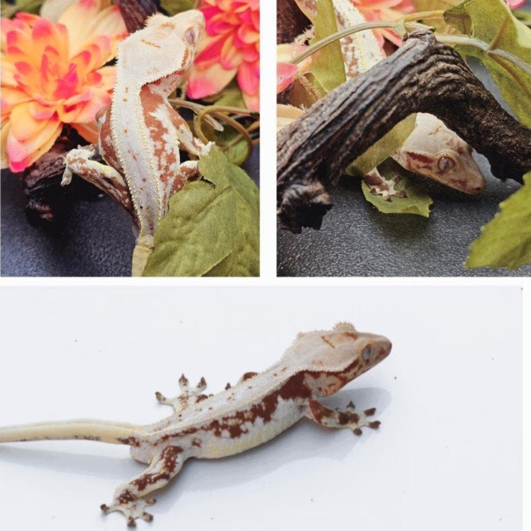 Red lilly white inclusief terrarium, Hagedis, Met terrarium, 3 tot 6 jaar