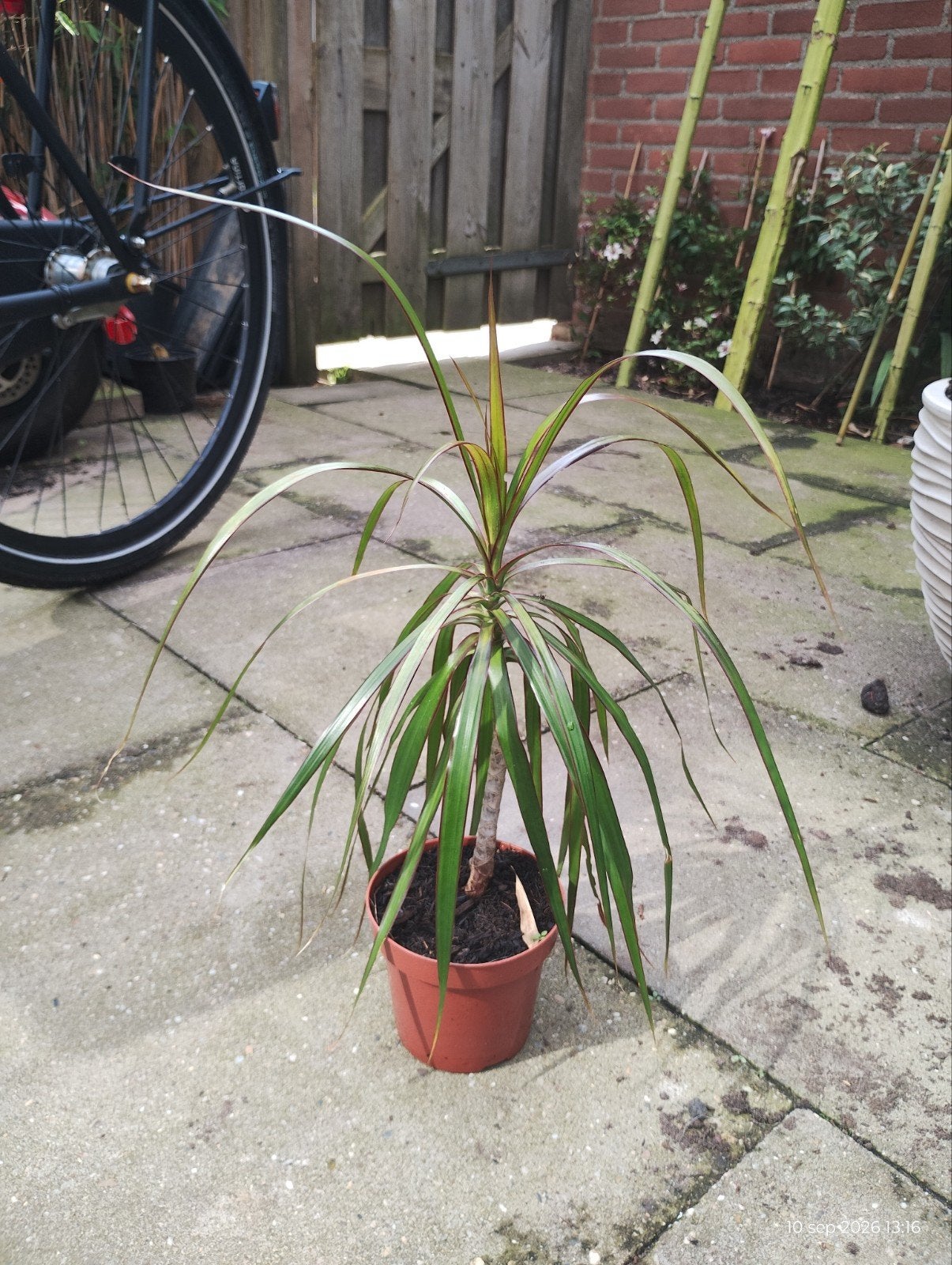 Dracaena, Vaste plant, Bloeit niet, Halfschaduw, Ophalen