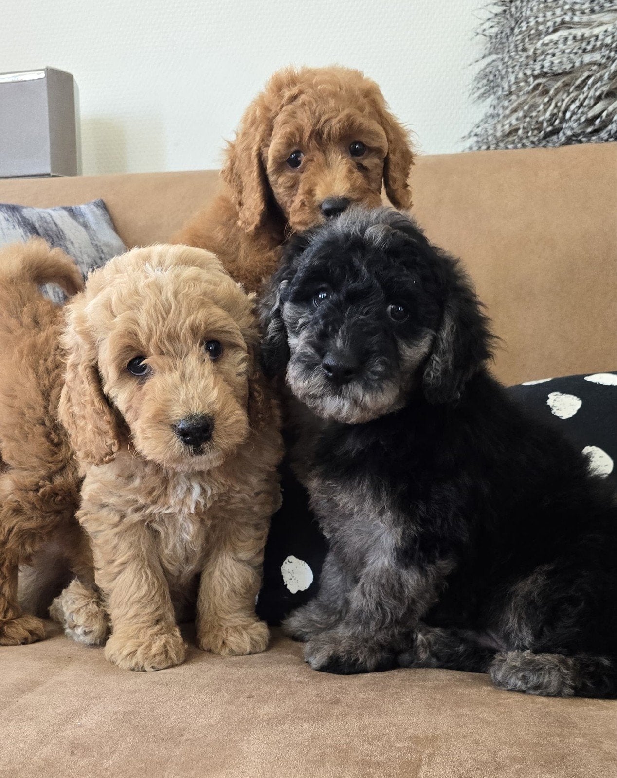 Sproodle medium puppies F1bb poedel merle doodle, Dieren en Toebehoren, Poedel, 8 tot 15 weken, Meerdere, Meerdere dieren