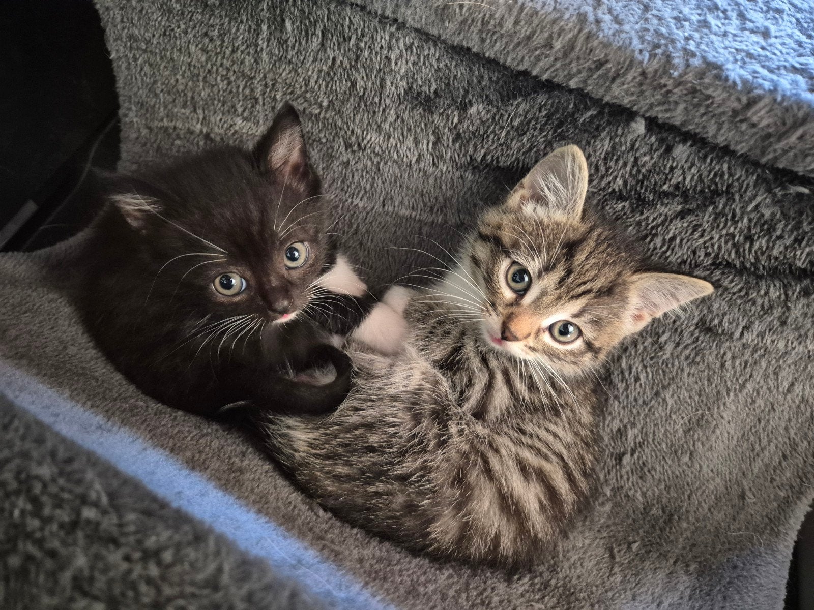 Lieve Siberische Boskat kruising kittens te koop, Dieren en Toebehoren, Meerdere dieren