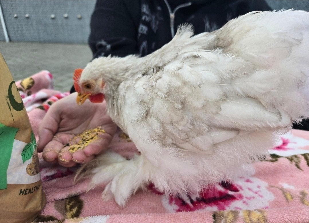 Peewee zoekt een huisje, knuffelige, lieve kip cochin kriel, Mannelijk, Kip