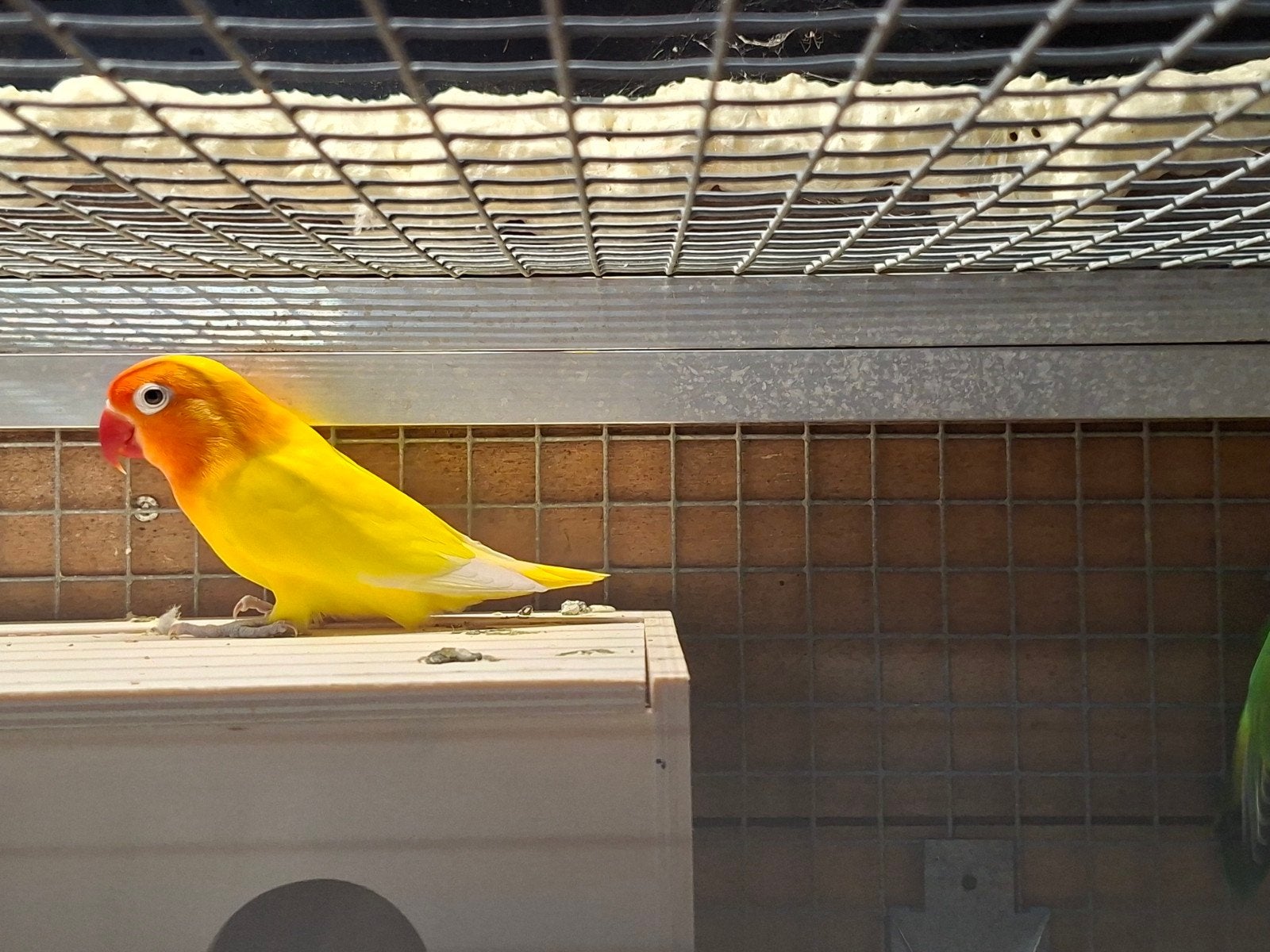 Agapornissen, Meerdere dieren, Dwergpapegaai of Agapornis
