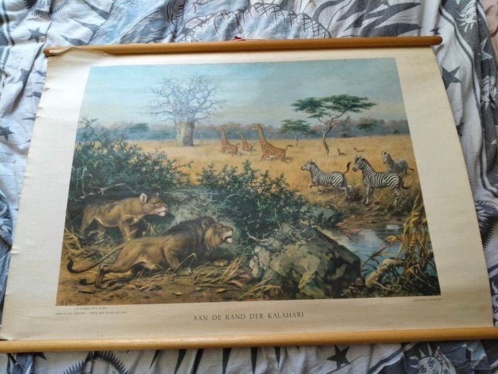 Vintage schoolplaat 'Aan de rand der Kalahari'- J.B. Wolters, Ophalen of Verzenden, Natuur en Biologie